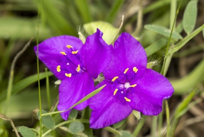 Spiderwort March 2025